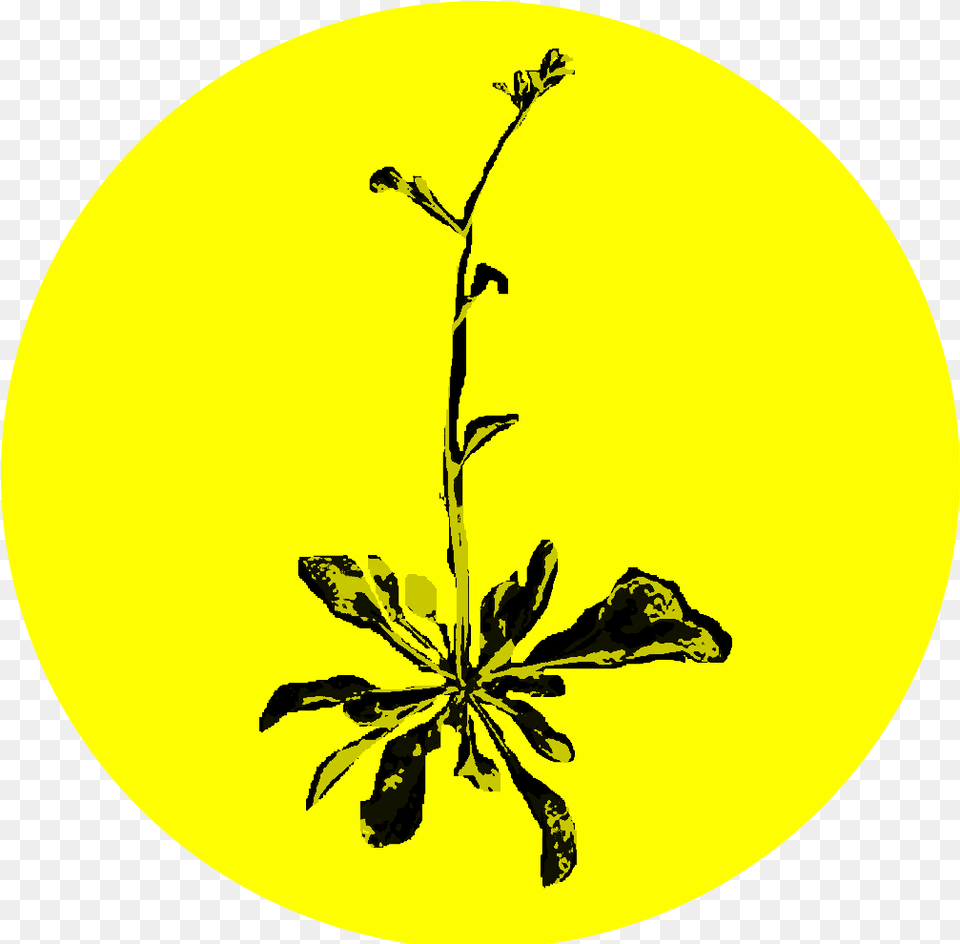 Spokane Noxious Weed Pollinator Flower Agricultural Circle, Art, Plant, Pattern, Floral Design Png Image