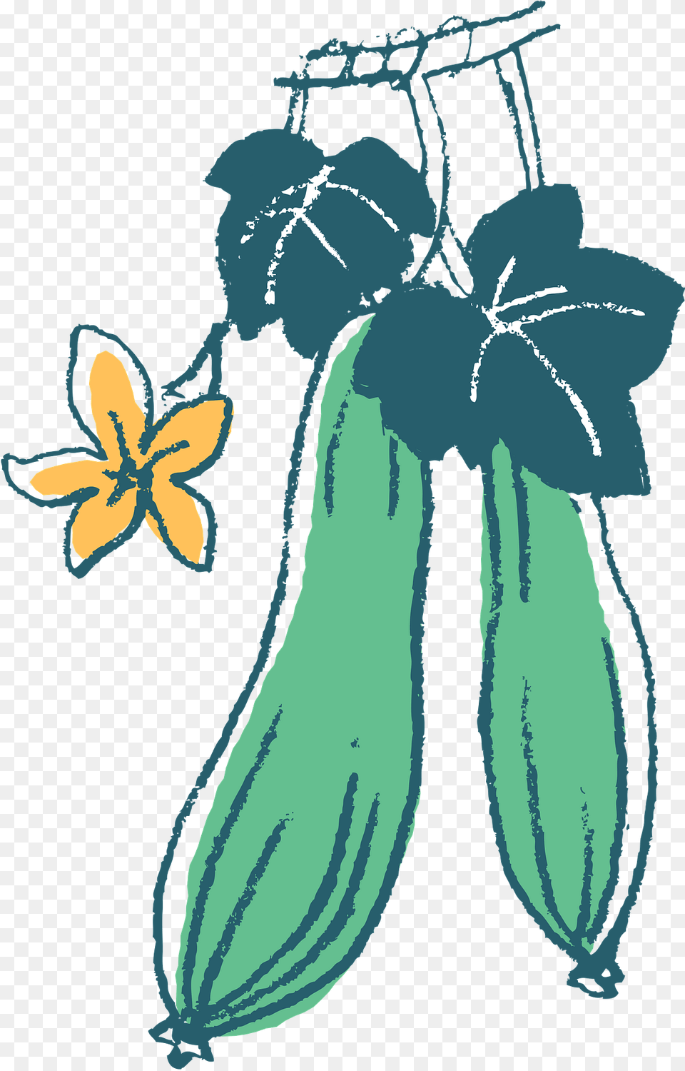 Sponge Gourd Egyptian Cucumber Clipart, Person, Food, Produce, Plant Free Png Download