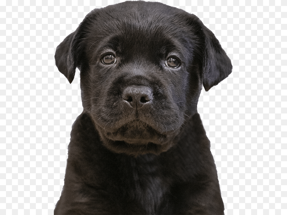 Sponsor A Puppy Labrador Retriever, Animal, Canine, Dog, Labrador Retriever Free Png