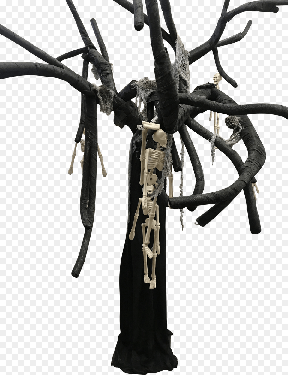 Spooky Black Tree Tarantula, Adult, Bride, Female, Person Png