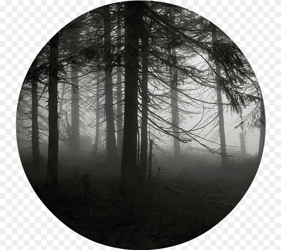 Spooky Forest 1 By Miwicz D2pg9gv Anakin Force Ghost Art, Nature, Outdoors, Photography, Weather Free Png