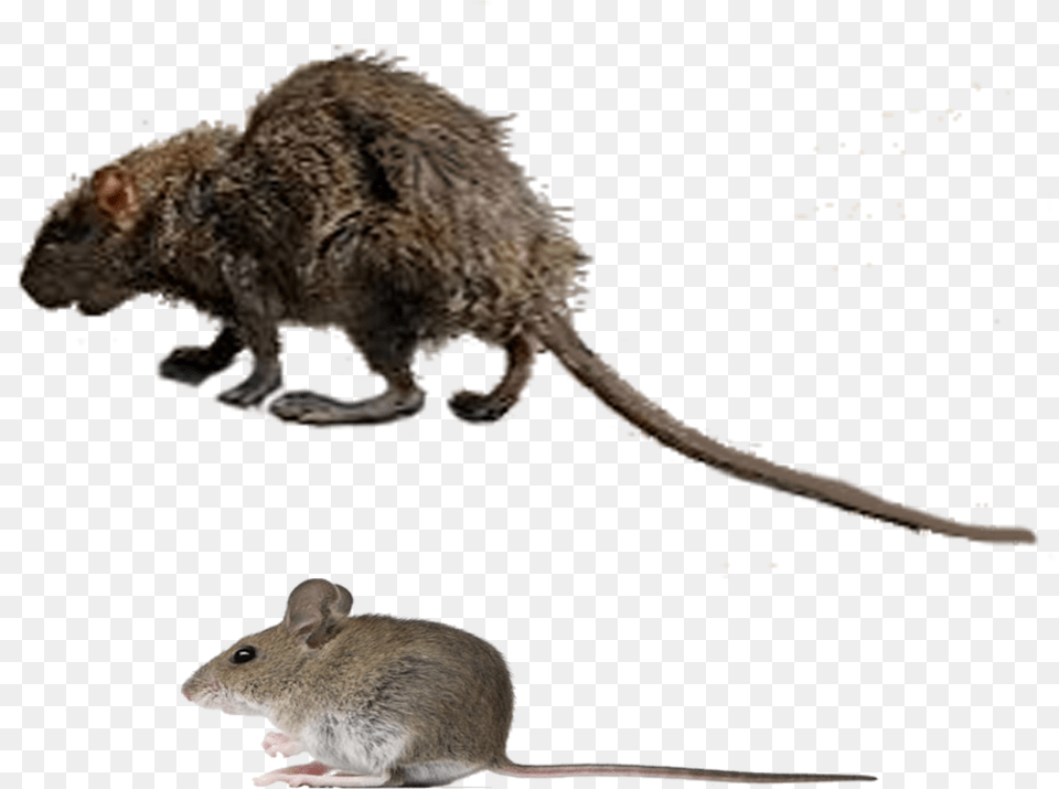 Spooky Rat, Animal, Mammal, Rodent, Lizard Png Image