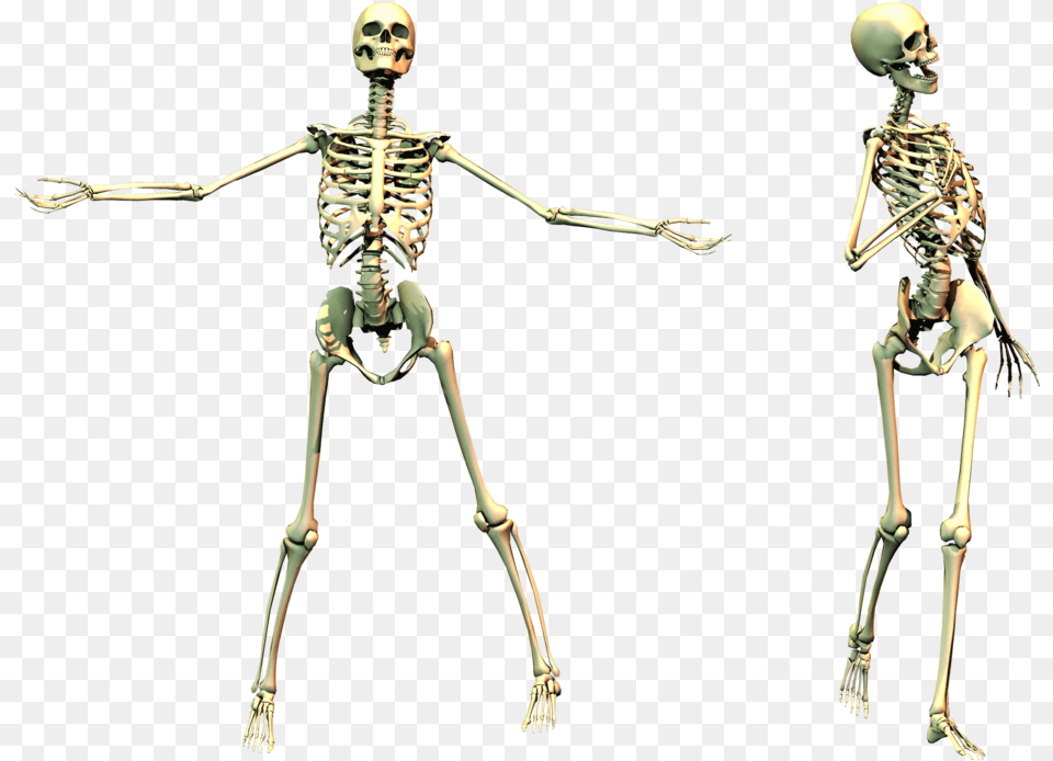 Spooky Skeleton, Person, Man, Male, Adult Free Transparent Png