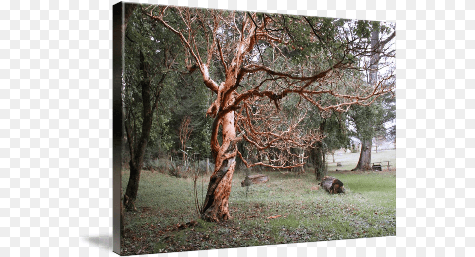 Spooky Tree By Jon Tarr Grove, Woodland, Vegetation, Tree Trunk, Plant Free Png Download
