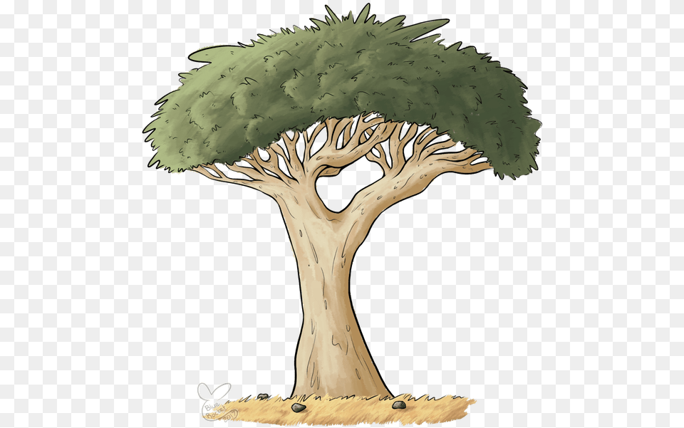 Spooky Tree Clipart Dragon Blood Tree Drawing, Tree Trunk, Plant, Potted Plant, Art Free Png