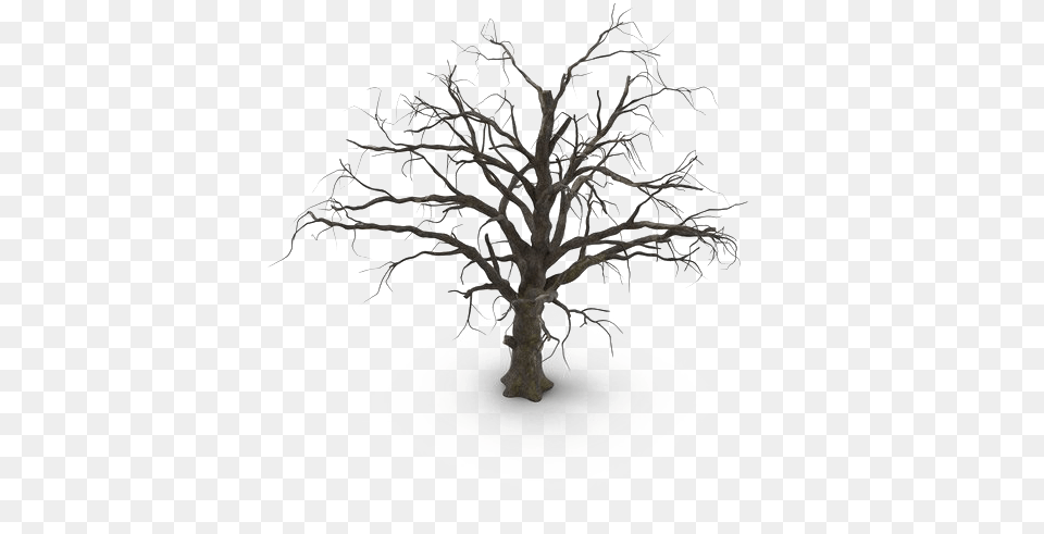 Spooky Tree Hd Old Dead Tree, Oak, Plant, Ice, Chandelier Free Png