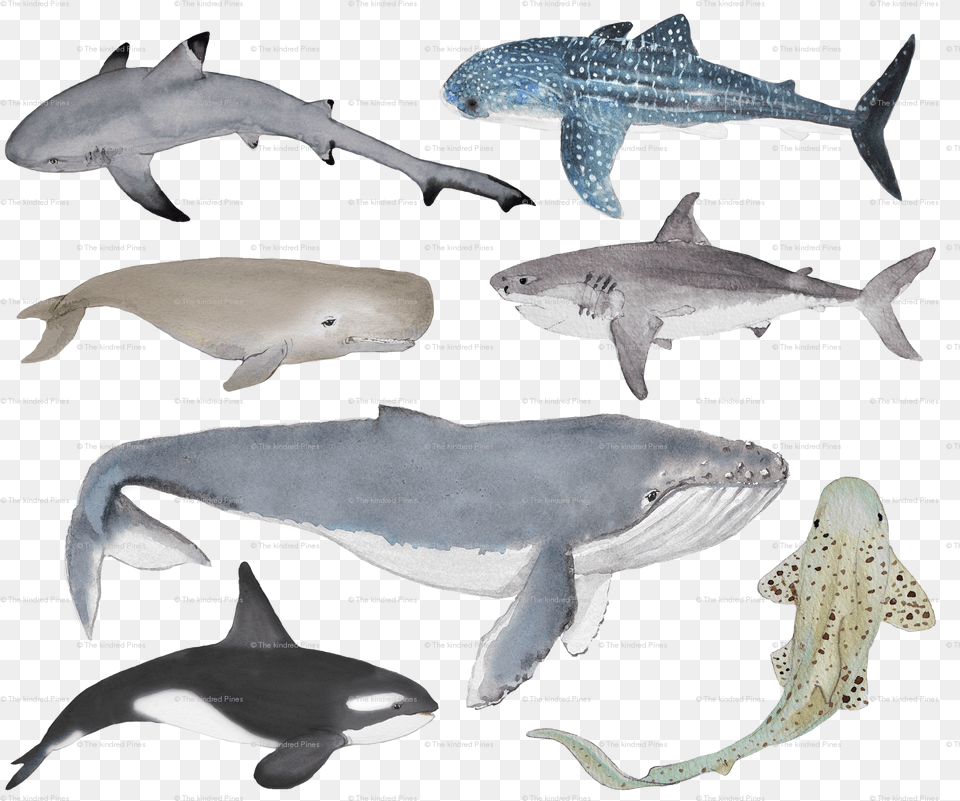 Spoonflower, Animal, Mammal, Sea Life, Whale Png