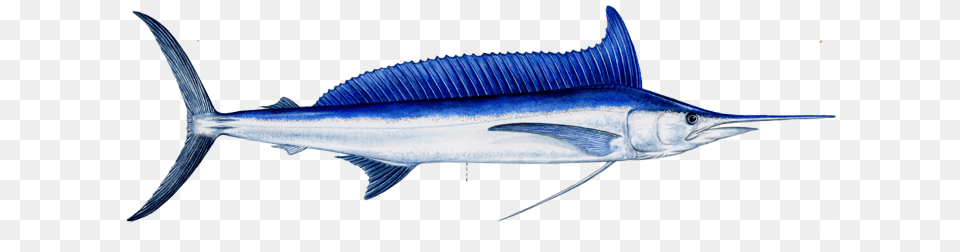 Sport Charter Fish Aguja Imperial De 2 Metros, Animal, Sea Life, Swordfish Free Png