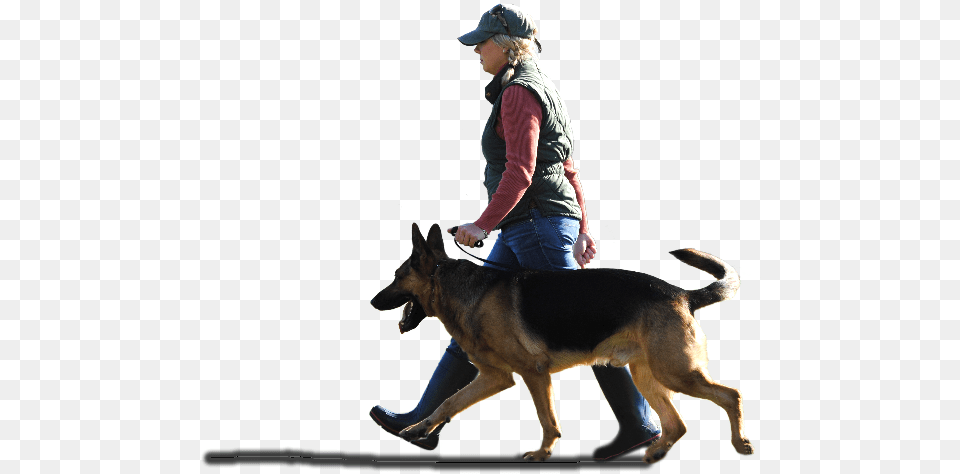 Sport Dog Training Dog Training Transparent, Animal, Mammal, Pet, Canine Png Image
