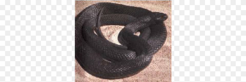 Spotted Black Snake Snakes, Animal, Reptile, Mammal, Rat Free Transparent Png