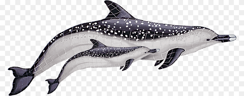 Spotted Dolphin With Baby Copy Spotted Dolphin, Animal, Mammal, Sea Life, Fish Png Image