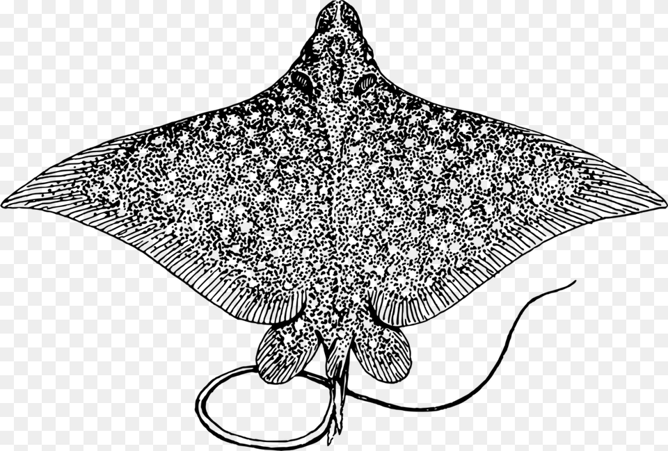 Spotted Eagle Ray Giant Oceanic Manta Ray Bluespotted Manta Ray No Background, Gray Png