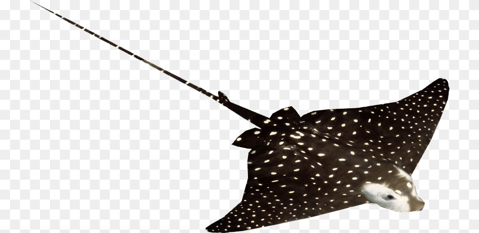 Spotted Eagle Ray Spotted Eagle Ray, Animal, Fish, Manta Ray, Sea Life Free Transparent Png
