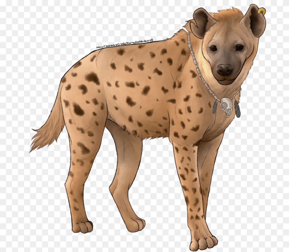 Spotted Hyena, Animal, Canine, Dog, Mammal Free Png Download