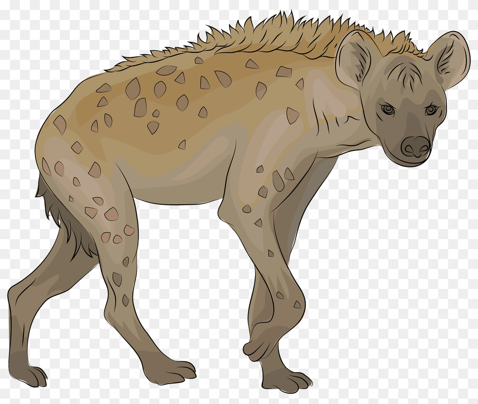 Spotted Hyena Clipart, Animal, Wildlife, Kangaroo, Mammal Png