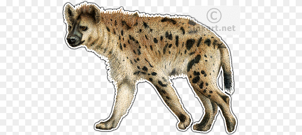 Spotted Hyena Decal Hyena Illustration, Animal, Wildlife, Mammal, Panther Free Png Download