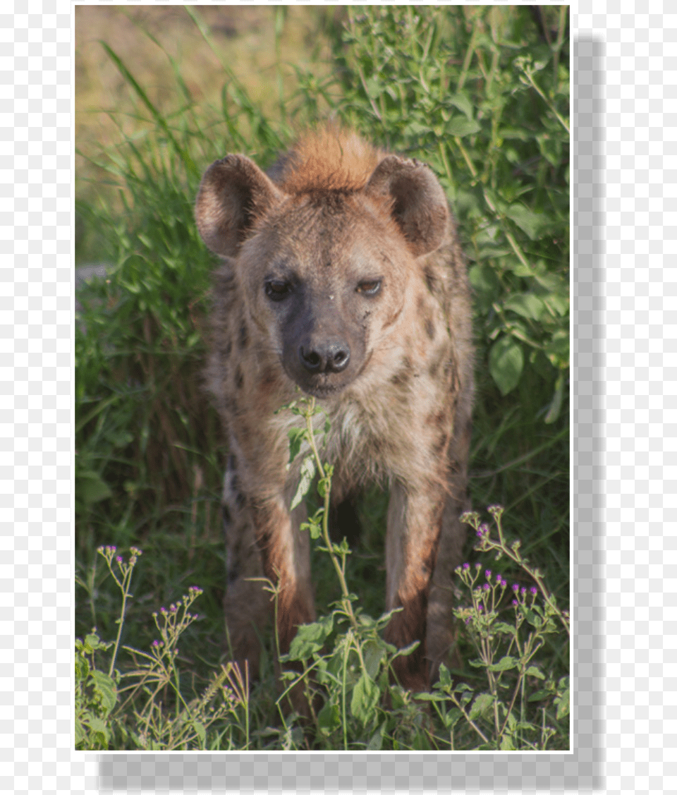 Spotted Hyena Populations Began To Shrink After Roughly Spotted Hyena, Animal, Wildlife, Canine, Dog Free Png Download