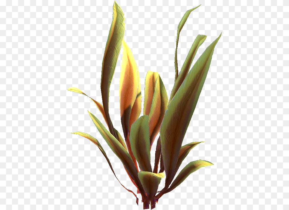 Spotted Reeds Relative Crinum, Flower, Petal, Plant, Flower Arrangement Free Transparent Png