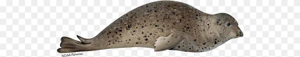 Spotted Seal Ringed Seal, Animal, Mammal, Sea Life, Fish Free Transparent Png