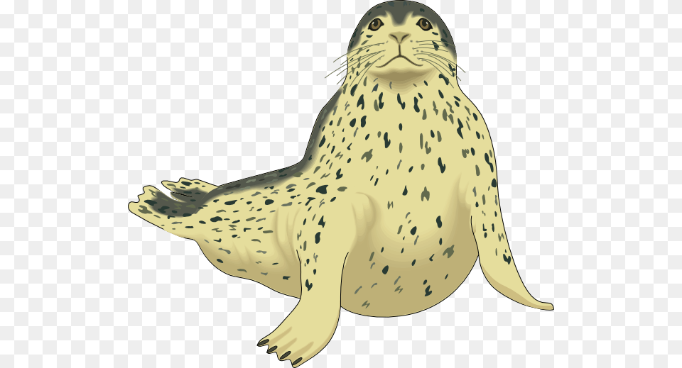 Spotted Seal Svg Clip Arts 600 X 519 Px, Animal, Mammal, Sea Life, Sea Lion Free Png Download