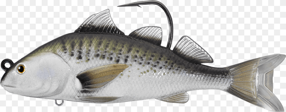 Spotted Weakfish, Animal, Fish, Sea Life, Perch Free Transparent Png