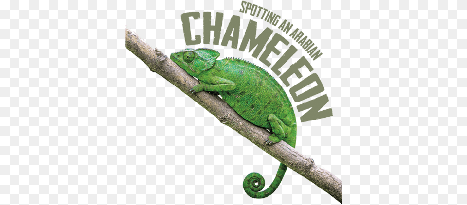Spotting An Arabian Chameleon Common Chameleon, Animal, Lizard, Reptile, Iguana Png