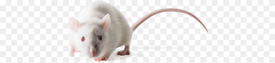 Sprague Dawley Sd Outbred Rats Sprague Dawley Rats, Animal, Mammal, Rat, Rodent Free Png Download