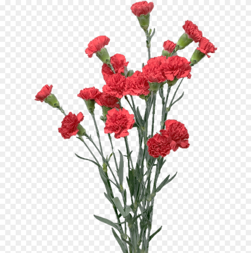 Spray Aragon Jpg091a2bf2 645c C2eb C552 00d468fb37ca Bouquet, Carnation, Flower, Plant, Rose Free Png Download