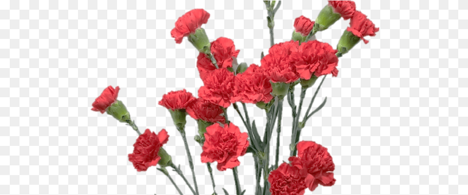 Spray Carnation Lovely, Flower, Plant, Rose Png