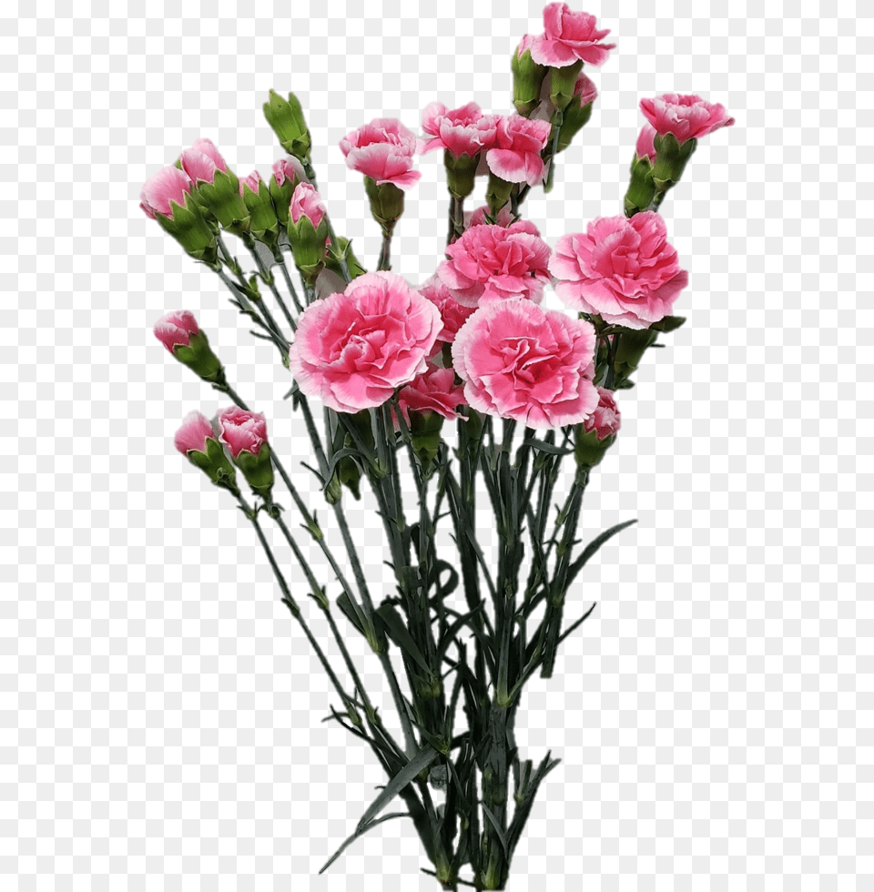 Spray Cherry Tessino 3548 Garden Roses, Carnation, Flower, Flower Arrangement, Flower Bouquet Free Transparent Png