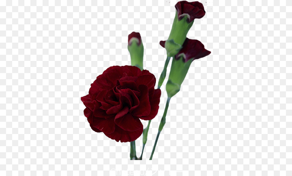 Spray Of Burgundy Carnations, Carnation, Flower, Plant, Rose Free Transparent Png