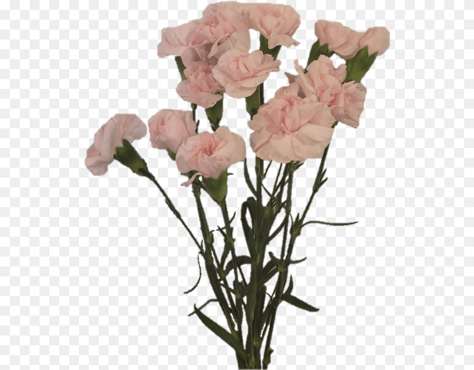 Spray Pear Lady Jpg81abcf5b 645a 3962 3bbf 5e02ff2c964b Garden Roses, Carnation, Flower, Plant, Flower Arrangement Free Png Download