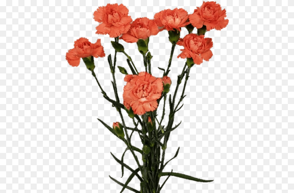 Spray Romany 8940 Carnation, Flower, Plant, Rose Png Image