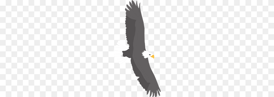 Spread Animal, Bird, Flying, Eagle Free Transparent Png