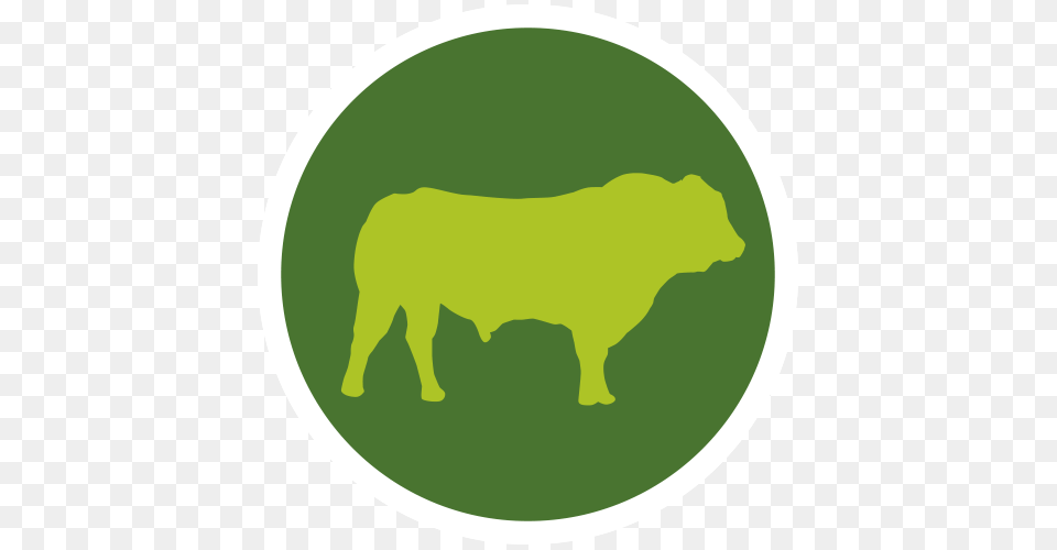 Spread A Bale, Animal, Bull, Mammal, Cattle Png