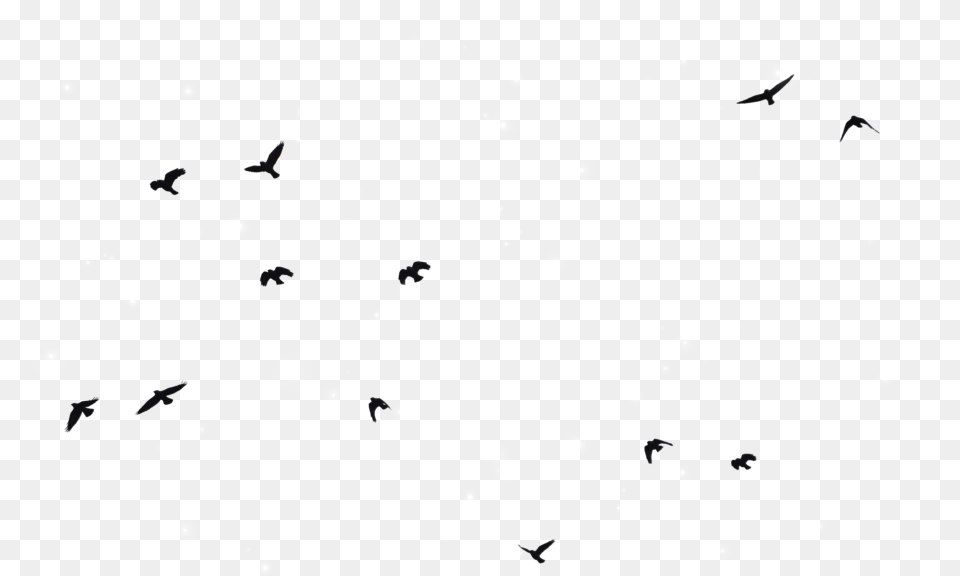Spread Your Wings And Fly Add This Cute Birds Sticker Bird Silhouette Transparent Background, Paper, Animal, Flower, Plant Png Image