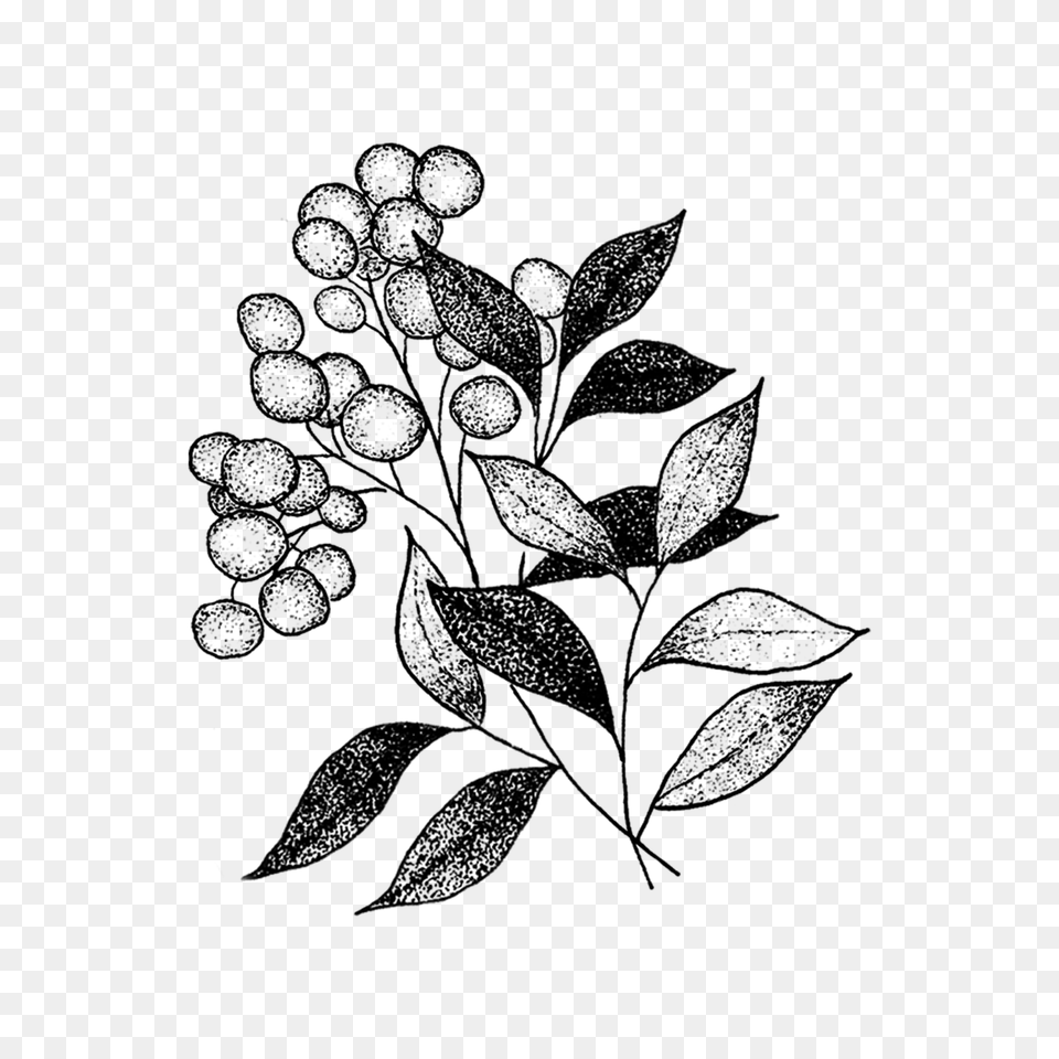 Sprig, Gray Free Transparent Png