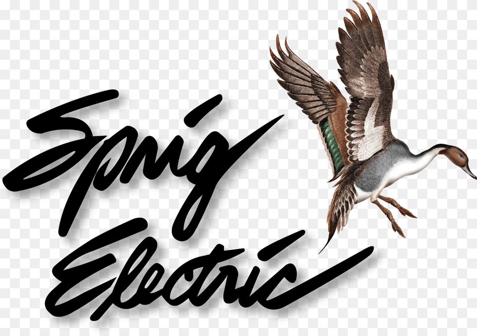 Sprig Electric, Animal, Bird, Flying, Teal Free Png Download