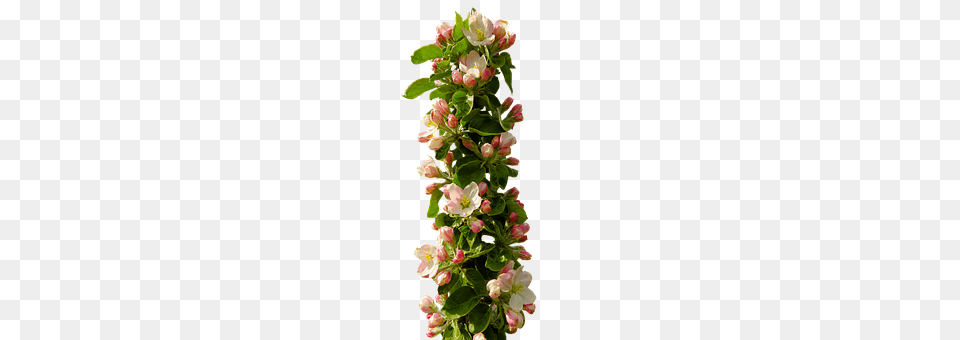 Spring Flower, Flower Arrangement, Plant, Petal Free Transparent Png