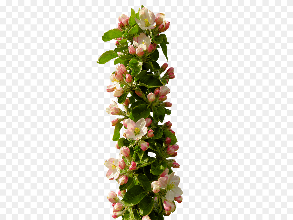 Spring Flower, Flower Arrangement, Plant, Geranium Png Image