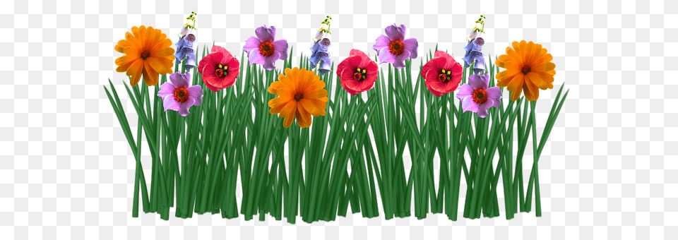 Spring Plant, Petal, Flower, Anemone Free Transparent Png