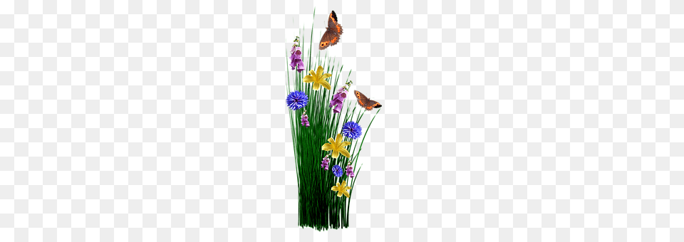 Spring Flower, Plant, Petal, Purple Free Png