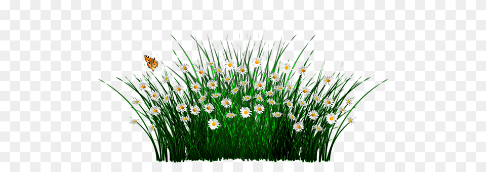 Spring Daisy, Flower, Plant, Grass Free Transparent Png