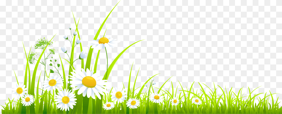Spring, Daisy, Flower, Grass, Green Free Transparent Png