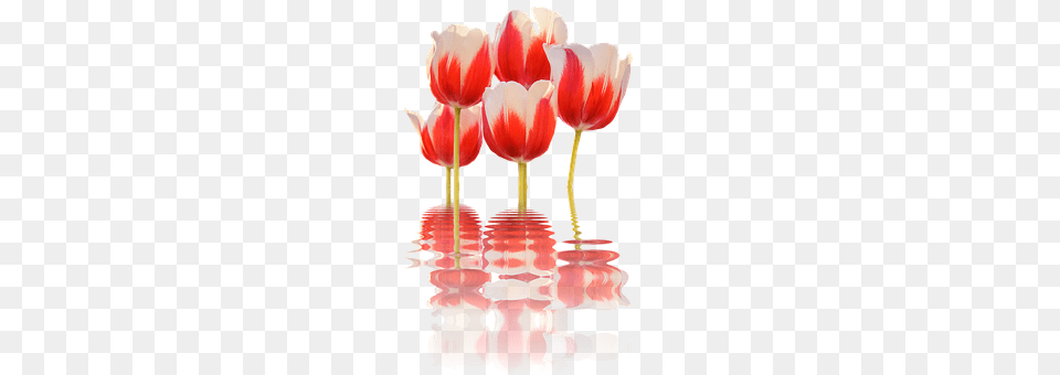 Spring Flower, Petal, Plant, Tulip Free Png