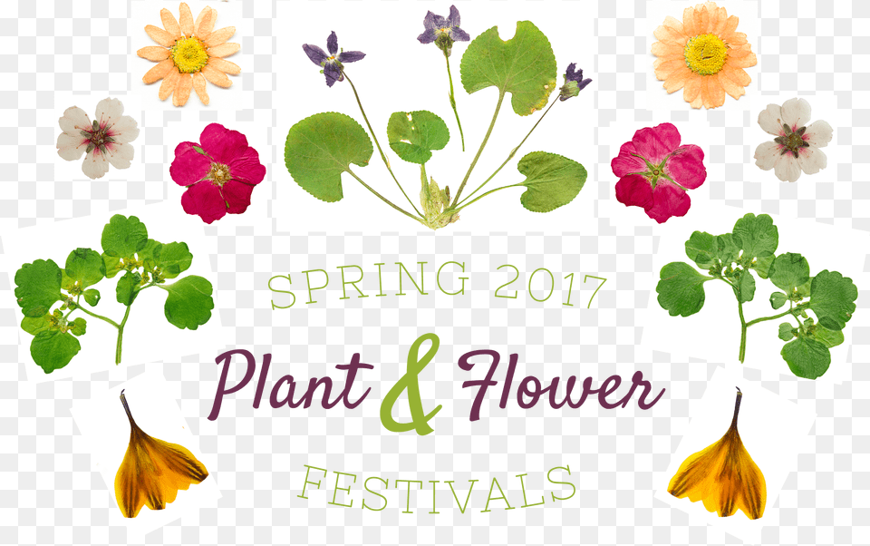 Spring 2017 Plant Amp Flower Festivals With Flower And Festival, Herbs, Envelope, Greeting Card, Herbal Png Image
