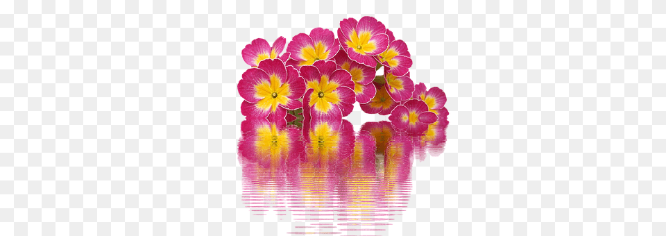 Spring Flower, Flower Arrangement, Flower Bouquet, Geranium Png Image
