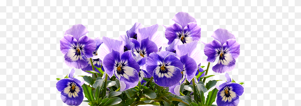 Spring Flower, Plant, Geranium, Pansy Free Transparent Png