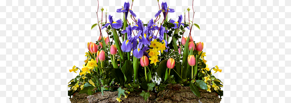 Spring Flower, Flower Arrangement, Flower Bouquet, Iris Png