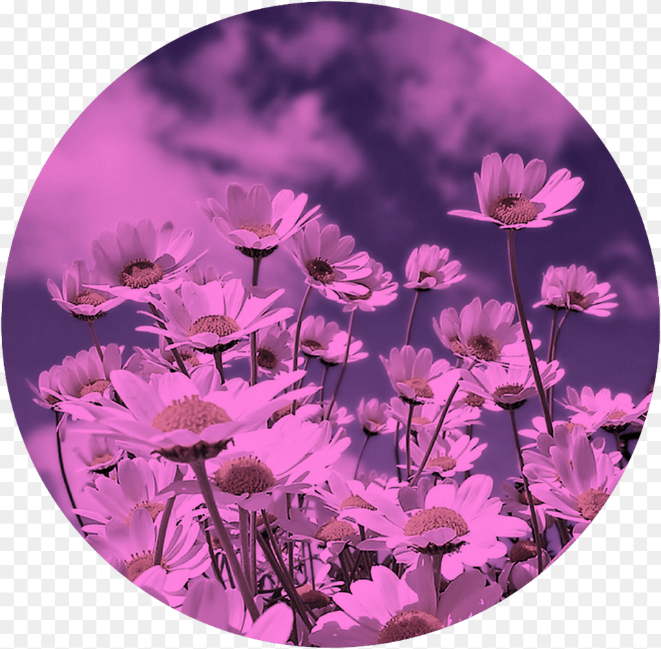 Spring, Daisy, Flower, Photography, Plant Png Image